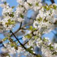 (image for) Cherry Plum Hedging (6 plants)