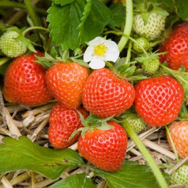 (image for) Strawberry Plants 'Cambridge Favourite' (12 plants)