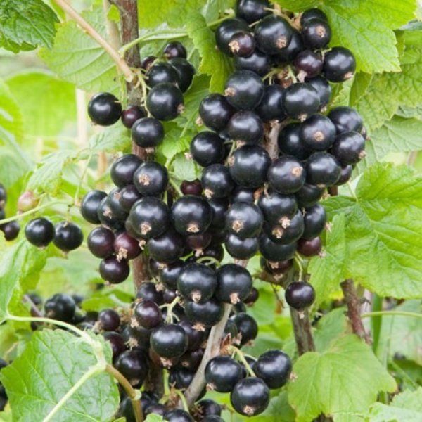 (image for) Blackcurrant Bush 'Ebony'