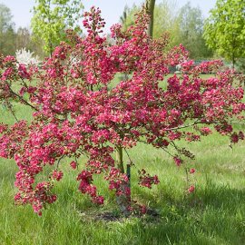 (image for) Malus 'Indian Magic' (Crab Apple Tree)