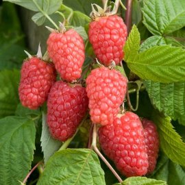 (image for) Raspberry 'Cascade Delight' (6 canes)