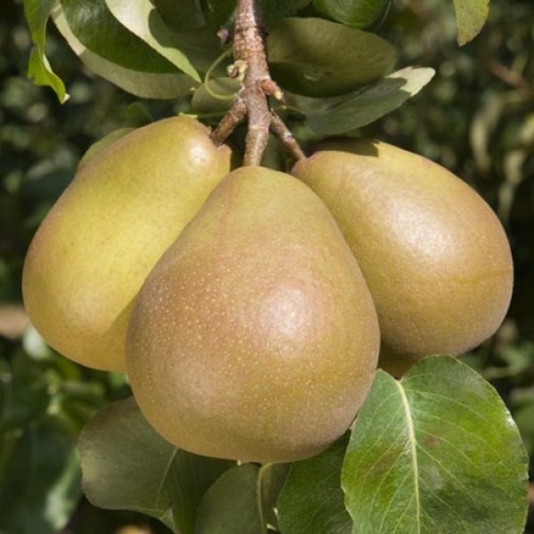 Pear Tree 'Beurre Hardy' (Pot Grown)