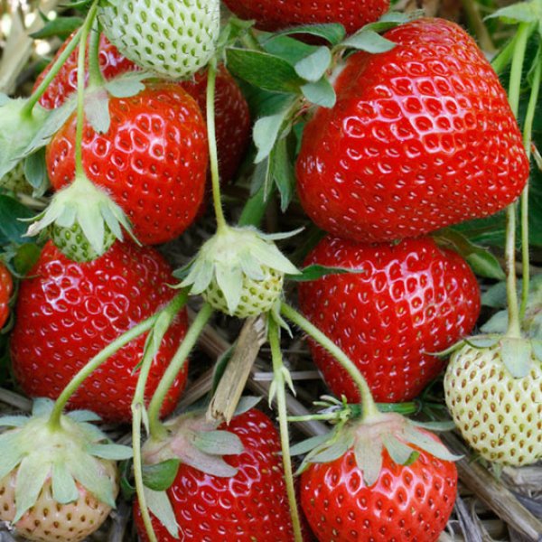 (image for) Strawberry Plants 'Fenella' (10 SuperCrowns)