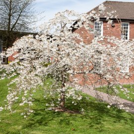 (image for) Prunus x yedoensis ‘Ivensii’ (Weeping Cherry Tree)