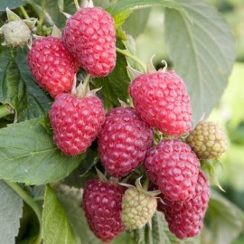 (image for) Raspberry 'Joan J' (6 canes)