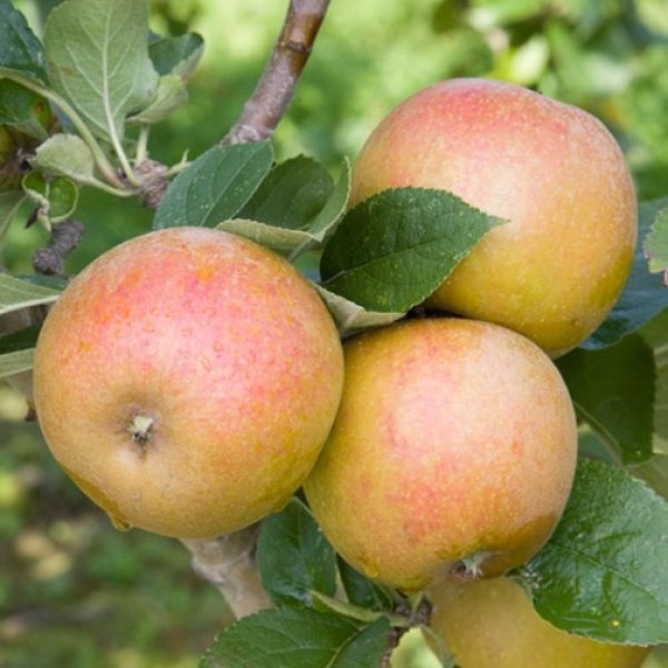 (image for) Apple Tree 'Ashmead's Kernel'