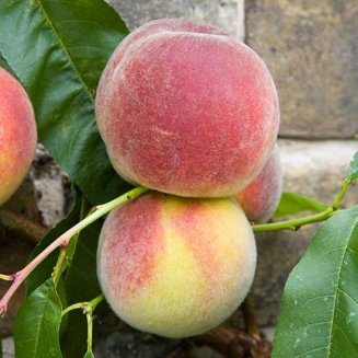 (image for) Peach Tree 'Duke of York'