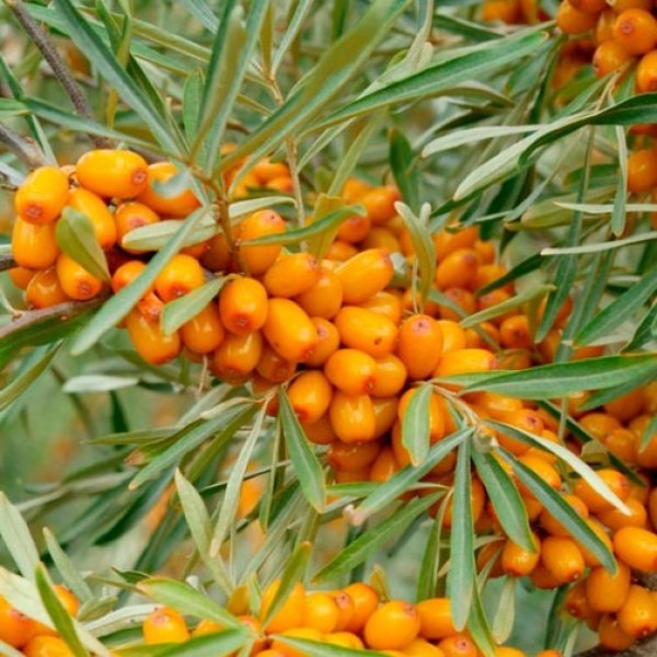 (image for) Sea Buckthorn Hedging (12 plants)