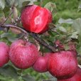 Apple Tree \'Tickled Pink\' (Pot Grown)