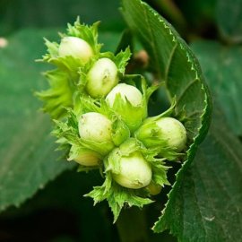 (image for) Hazel Hedging (6 plants)