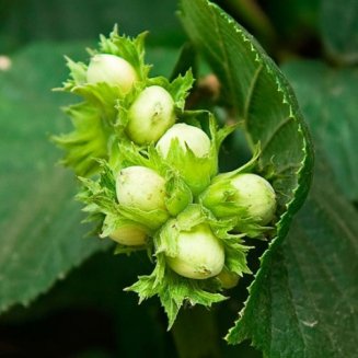 (image for) Hazel Hedging (12 plants)