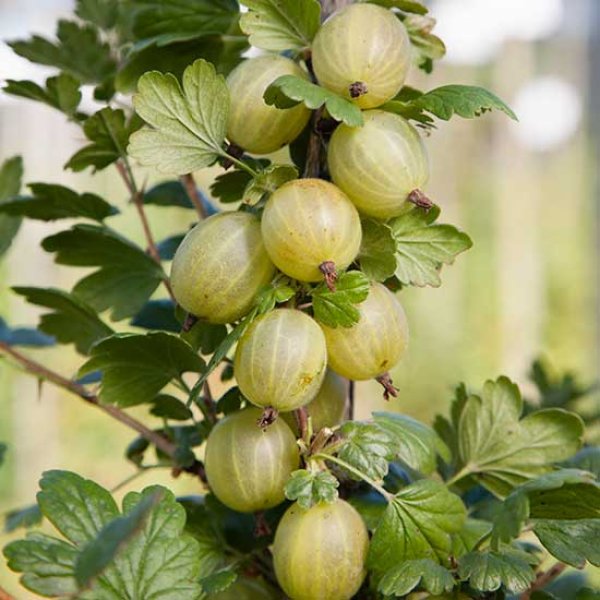 (image for) Gooseberry Bush 'Hinnonmaki Green'