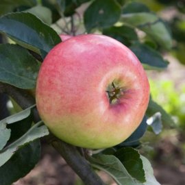 (image for) Apple Tree 'Monarch'