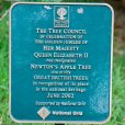 Apple Tree \'Isaac Newton\'s Tree\' (Pot Grown)