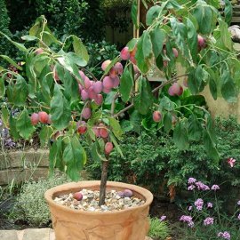 (image for) Sibley's Patio Plum 'Victoria'