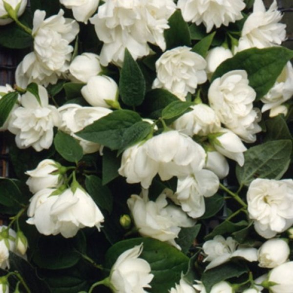 (image for) Mock Orange Hedging (6 plants)