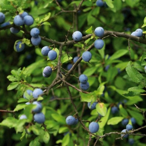 (image for) Sloe Hedging (6 plants)