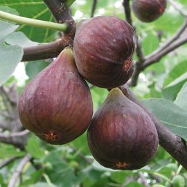 (image for) Fig Tree 'Chelsea'