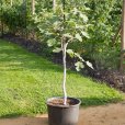 Standard Fig Tree \'Brown Turkey\'