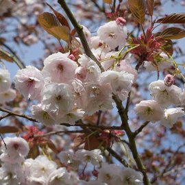 (image for) Prunus 'Shirofugen' (Japanese Flowering Cherry)