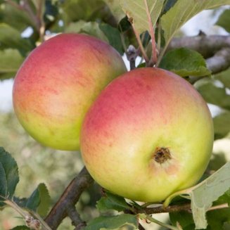 Apple Tree 'Newton Wonder' (Pot Grown)