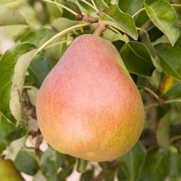 Pear Tree 'Doyenne du Comice' (Pot Grown)
