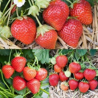 Long Season Strawberry Plant Collection (18 plants) (image for) Long Season Strawberry Plant Collection (18 plants)