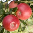 Cordon Apple \'Red Windsor\' (Pot Grown)