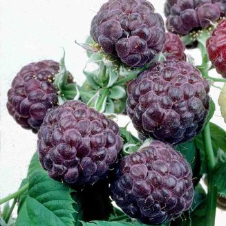 Purple Raspberry 'Glencoe' (2 x 9cm pots)