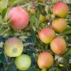 (image for) Family Apple (Braeburn/Lord Lambourne/Bountiful)