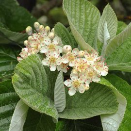 (image for) Sorbus aria 'Lutescens' (Whitebeam Tree)