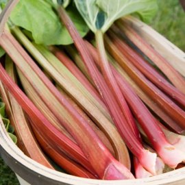 (image for) Rhubarb 'Timperley Early' (3 crowns)