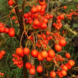 (image for) Sorbus aucuparia 'Asplenifolia' (Cut Leaf Rowan Tree)