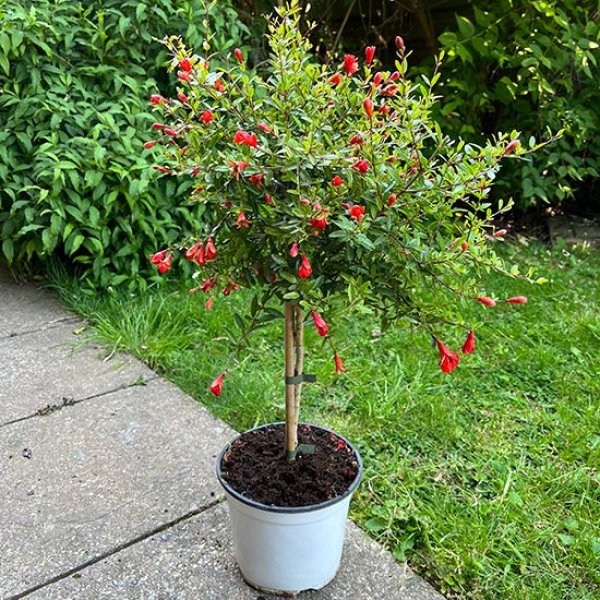 (image for) Dwarf Pomegranate Tree 'Nana Gracilissima'