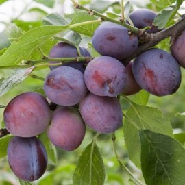 (image for) Plum Tree 'Herman'