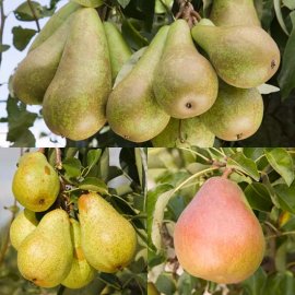 (image for) Family Pear (Williams/Comice/Conference)