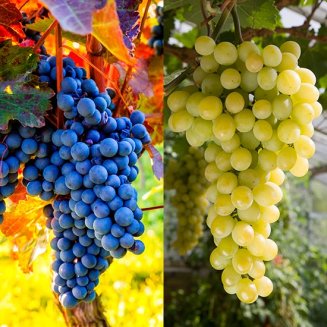Outdoor Grape Collection (2 Vines) (image for) Outdoor Grape Collection (2 Vines)