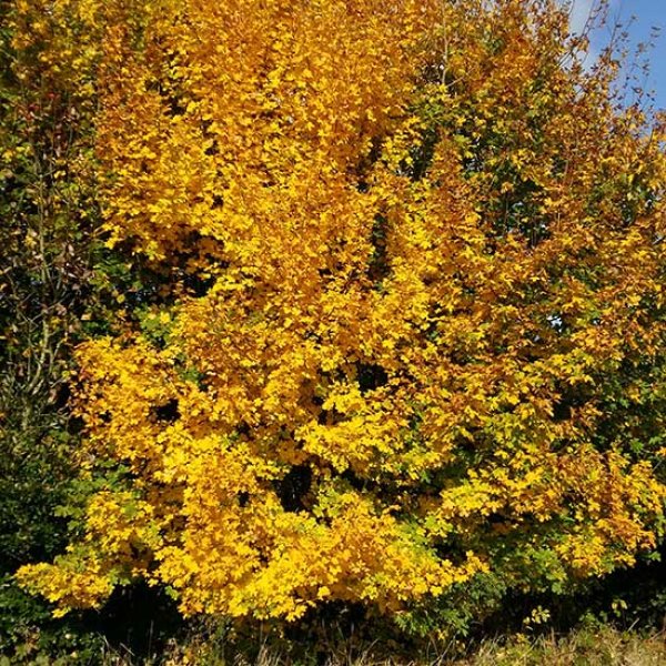 (image for) Field Maple Hedging (12 plants)