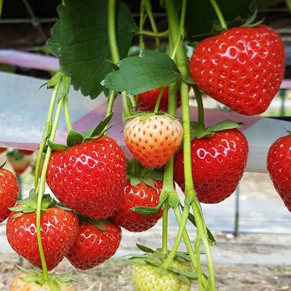Strawberry Plants 'Malling Allure' (12 plants)