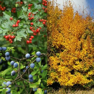 (image for) Native Hedging Mix (18 plants)