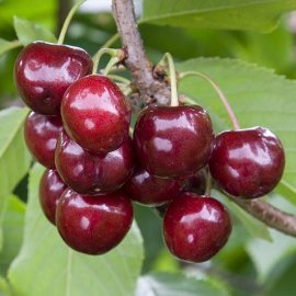 Cherry Tree 'Colney' (Pot Grown)