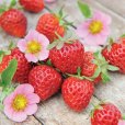 Strawberry Plants \'Just Add Cream\' (18 plug plants)