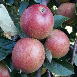 (image for) Cider Apple Tree 'Three Counties'