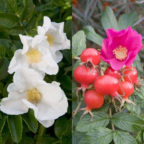 (image for) Rugosa Rose Hedging Mix (12 plants)