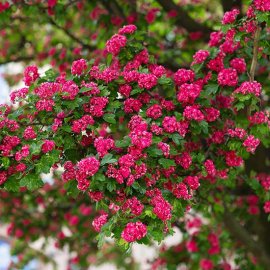 (image for) Crataegus laevigata 'Paul's Scarlet' (Hawthorn Tree)