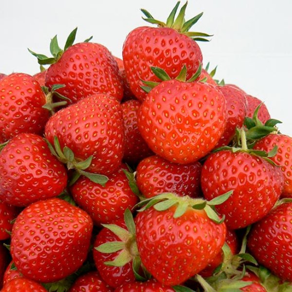 Strawberry Plants 'Renaissance' (12 plants)