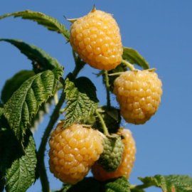 (image for) Raspberry 'Allgold' (6 canes)