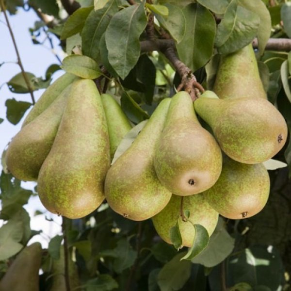 (image for) Pear Tree 'Conference'