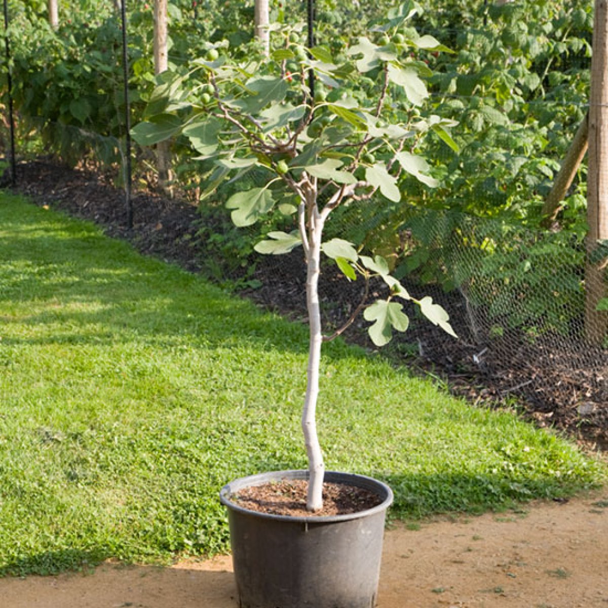 Standard Fruit Trees / Half standard Trained Fruit Trees for Sale / We sometimes use antonovka or bittenfelder seedlings as rootstocks for.