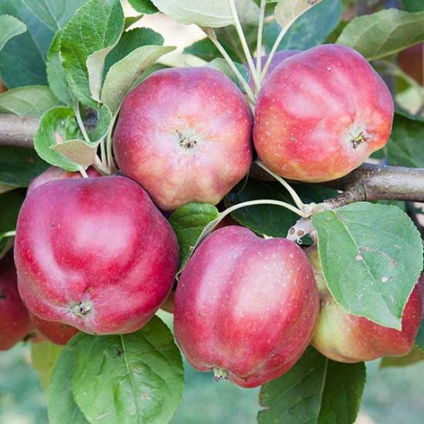 Cordon Apple 'Bloody Ploughman' (Pot Grown)